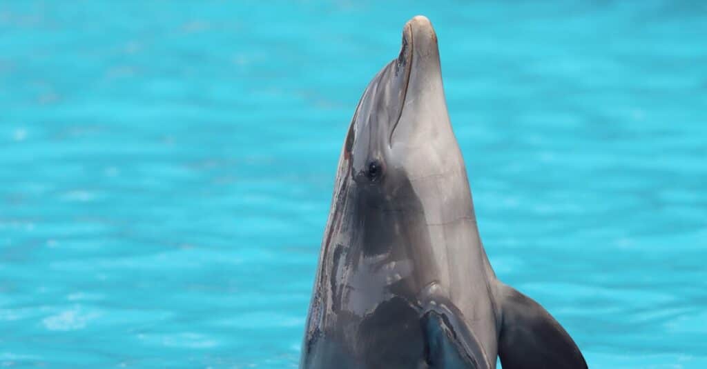 découvrez les avantages d'une piscine naturelle : un espace de détente harmonieux, respectueux de l'environnement, qui allie beauté naturelle et plaisir aquatique. profitez d'une baignade rafraîchissante au cœur de la nature, sans produits chimiques.